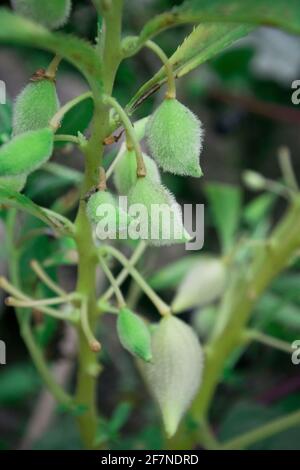 Impatiens balsamina, allgemein bekannt als Balsam, Goldbalsam, Rosenbalsam, berühren mich nicht oder gefleckte Schnappweed Stockfoto