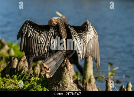 Das Weibchen Anhinga thronte auf einem Zypressenknie mit ausgestreckten Flügeln und dem Kopf, der sich zurück beugte, um Schwanzfedern zu erpressen. Stockfoto