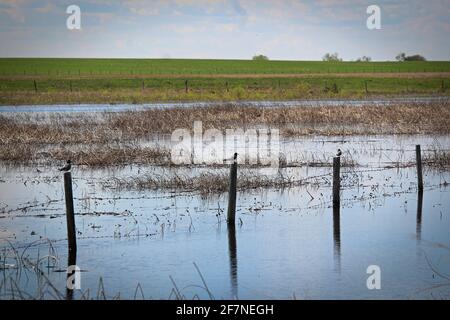 Vögel, die auf jedem Zaunpfahl in einem Feuchtgebiet sitzen Stockfoto