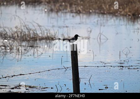 Silhouette eines Vogels, der auf einem Zaunmast mit sitzt Wasser dahinter Stockfoto