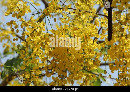 Goldene Dusche/Cassia-Fistel/Amaltas, indisches Laburnum Stockfoto