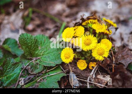 Im Frühlingswald blühende gelbe Blüten von Coltsfoot oder Foalfoot Stockfoto