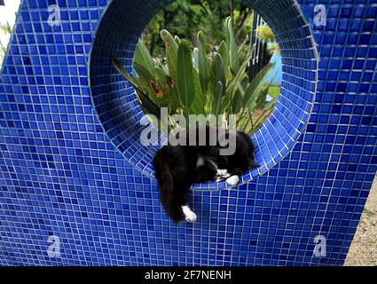 salvador, bahia / brasilien - 21. september 2008: Katze wird auf der Straße in der Stadt Salvador frei laufen gesehen. *** Ortsüberschrift *** . Stockfoto