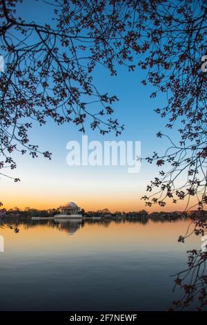 Kirschblüten umrahmen das Thomas Jefferson Memorial bei Sonnenaufgang im Tidal Basin der National Mall in Washington, D.C. Stockfoto