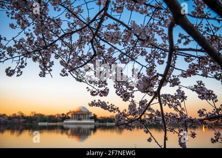 Kirschblüten umrahmen das Thomas Jefferson Memorial bei Sonnenaufgang im Tidal Basin der National Mall in Washington, D.C. Stockfoto