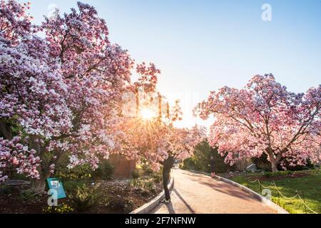 Ein Tourist macht ein Foto, während die Morgensonne durch Magnolienbäume voller rosa Blüten im Enid A. Haupt Garden, Smithsonian Institution, in Wa scheint Stockfoto