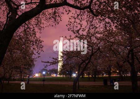 Washington Monument kurz vor Sonnenaufgang. Langzeitbelichtung. Umgeben von blühenden Kirschbäumen. Stockfoto