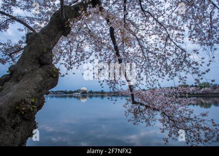 Das Jefferson Memorial im Tidal Basin in Washington, D.C. wird von Kirschbaumzweigen mit starken rosa Blüten umrahmt Stockfoto