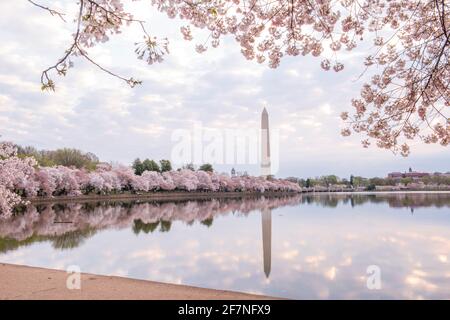 Kirschbäume, das Washington Monument und Wolkenformationen spiegeln sich im ruhigen Wasser des Tidal Basin in Washington, D.C. wider Stockfoto