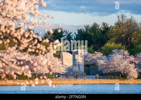 Kirschblüten säumen das Tidal Basin in der Nähe des Martin Luther King Jr Memorial in Washington, D.C. Stockfoto