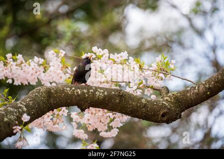 Ein gewöhnlicher Star, Sturnus vulgaris, steht auf einem Kirschbaum-Ast. Stockfoto