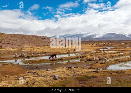 Alpakas (Vicugna pacos) in den Anden altiplano von Peru in der Nähe von Arequipa, Salinas y Aguada Blanca National Reserve. Stockfoto