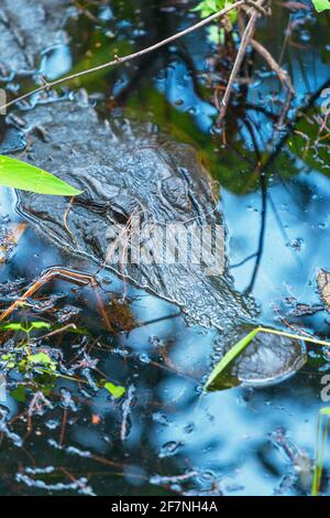 American Alligator (Alligator missipiensis), submerging, Sanibel Island, J.N. Ding Darling National Wildlife Refuge, Florida, USA Stockfoto