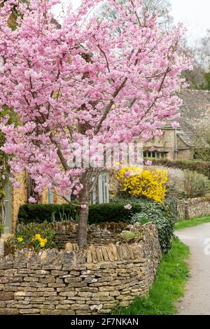 Frühlingskirschbaum blüht vor einem Häuschen in Upper Slaughter. Cotswolds, Gloucestershire, England Stockfoto