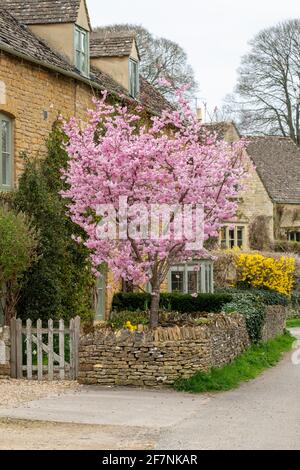 Frühlingskirschbaum blüht vor einem Häuschen in Upper Slaughter. Cotswolds, Gloucestershire, England Stockfoto