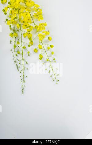 Gelbe Blüten von Golden Shower oder Cassia Fistel, die in kerala allgemein als Kani konna bekannt ist, angeordnet auf weißem strukturierten Hintergrund. Stockfoto