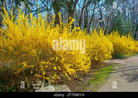 Eine gelbe Linie von Forsythia Sträuchern in einem frühen Frühling Wachstumsschub, an einem klaren und sonnigen Nachmittag Stockfoto