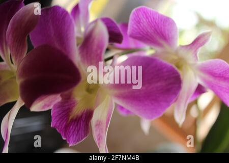 Eine Nahaufnahme von Orchideen Stockfoto