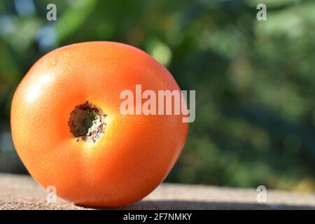 Eine frische rote Tomate. Nahaufnahme von frischen, reifen Tomaten. Stockfoto