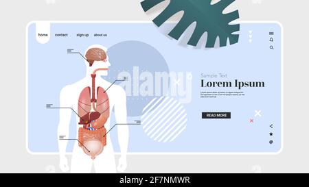 Infografik-Poster zur menschlichen Körperstruktur mit anatomischer Struktur der inneren Organe Horizontaler Kopierbereich im Hochformat Stock Vektor