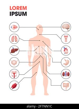 Infografik-Poster zur menschlichen Körperstruktur mit Symbolen der Anatomie der inneren Organe Kopierer mit voller Länge vertikal Stock Vektor