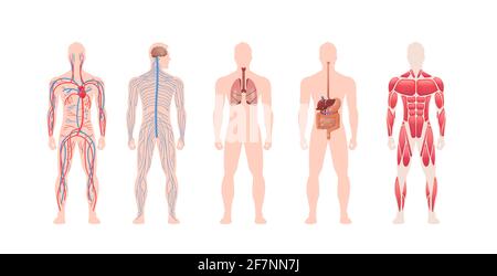 Stellen Sie den menschlichen Körper innere Organe System Kreislauf nervöser Muskelstruktur Anatomiephysiologie Vorderansicht in voller Länge horizontal Stock Vektor