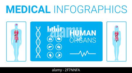 Medizinisches Infografik-Poster zur menschlichen Körperstruktur mit weiblichem männlichen Innenbild Organs Anatomy System Board volle Länge horizontal Stock Vektor