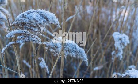 schilfgras im Winter mit Reif bedeckt Stockfoto