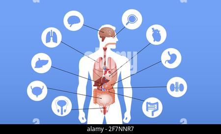 Infografik-Poster zur menschlichen Körperstruktur mit Symbolen der Anatomie der inneren Organe Horizontale Vektordarstellung im Systemformat Stock Vektor