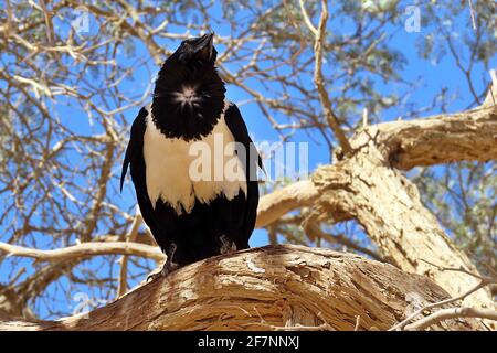 Eine afrikanische Rattenkrähe (Corvus albus) in einem Dornbaum an der Sossusvlei-Pfanne in Erongo, Namibia Stockfoto