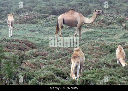 Dromedar-Kamele (Camelus dromedarius) in die Wüstenumgebung rund um Swakopmund an der Skeletonküste Namibias eingeführt Stockfoto