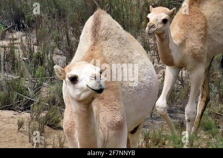 Dromedar-Kamele (Camelus dromedarius) in die Wüstenumgebung rund um Swakopmund an der Skeletonküste Namibias eingeführt Stockfoto