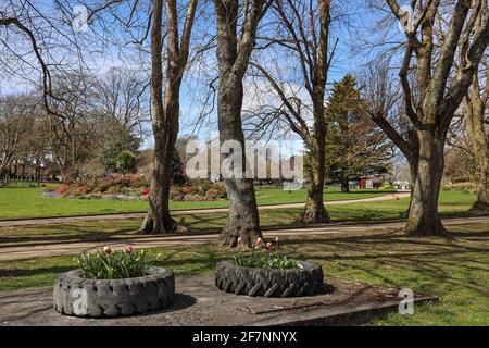 Eine neue Verwendung von alten Reifen als Blumenbeete im Devonport Park in Plymouth wird oft als Peoples Park verwendet. Bunte Tulpen verleihen einem ein wenig Drama Stockfoto