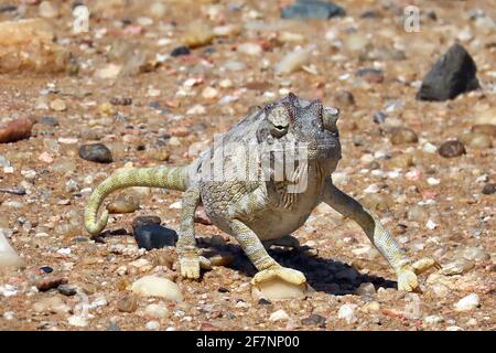 Ein vom Aussterben bedrohter Namaqua Chameleon (Chamaeleo namaquensis), der durch die Kiesschüssel des Dorob National Park an der Skeleton Coast, Namibia, jagt Stockfoto