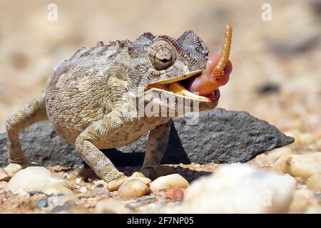 Ein vom Aussterben bedrohter Namaqua Chameleon (Chamaeleo namaquensis), der durch die Kiesschüssel des Dorob National Park an der Skeleton Coast, Namibia, jagt Stockfoto