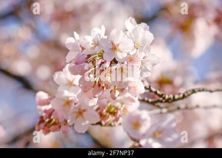 Schöne blühende Blüten des japanischen Kirschblütenbaums „Somei Yoshino“ Stockfoto