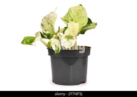 Kleine exotische 'Epipremnum Aureum Manjula'-Pothos-Zimmerpflanze im Blumentopf Isoliert auf weißem Hintergrund Stockfoto