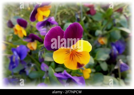 Stiefmütterchen in kräftigen Frühlingsfarben Stockfoto