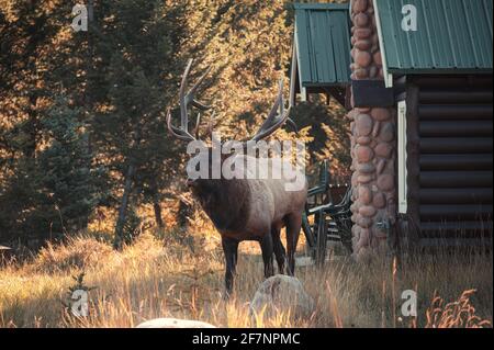 Größter Elch, Wapiti mit Geweih bugling im Herbstwald in der Nähe von Cottage im Jasper Nationalpark, Kanada Stockfoto