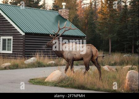 Größter Elch, Wapiti mit Geweih, der im Herbstwald in der Nähe der Hütte im Jasper Nationalpark, Kanada, spazierengeht Stockfoto