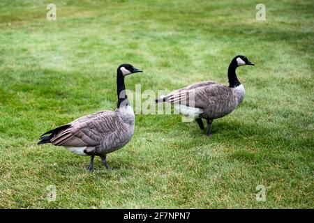 Zwei kanadagans gehen auf grünem Rasen Stockfoto