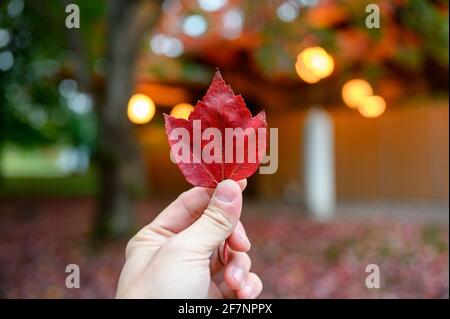 Hand hält rote Ahornblatt auf hell glänzend im Herbst Garten Stockfoto