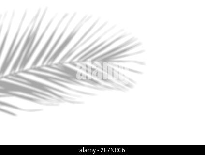 Schattenüberlagerungseffekt für das Foto. Verschwommene Schatten von Palmblättern und tropischen Ästen an einer weißen Wand im Sonnenlicht. Hochwertige Fotos Stockfoto