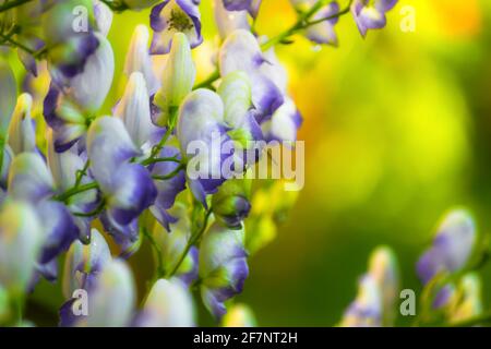 Blumen Blume eines Akonitums ( Aconitum variegatum ) Stockfoto