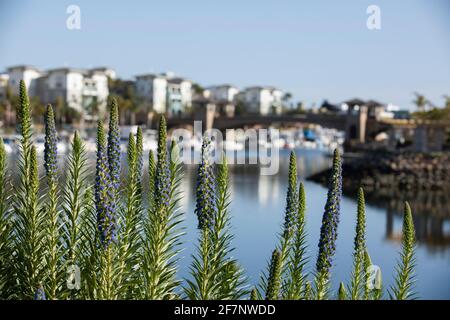 Tageszeit flache Tiefenansicht von Blumen vor der Küstenskilhouette von Oxnard, Kalifornien, USA. Stockfoto