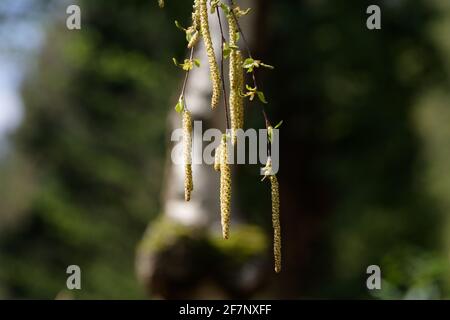 Birkenkätzchen hängen an einem Ast vor einem Birke in unscharfem Hintergrund Stockfoto