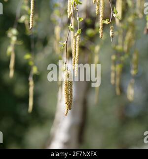 Bildunterschbirch-Kätzchen hängen an einem Ast vor einem Birke in verschwommener Rückstau eingeben Stockfoto