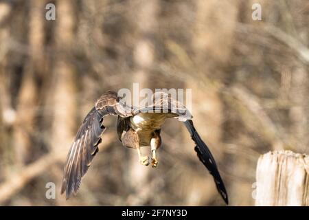 Bussard im Wald. Fliegt in den Wald, von hinten im Detail gesehen. Wildlife Bird of Prey, Buteo buteo, Wildlife scene from nature Stockfoto