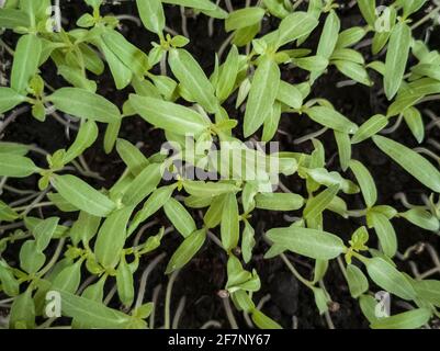 Anbau von Tomatensämlingen nach der Aussaat in kleinen Behältern Stockfoto
