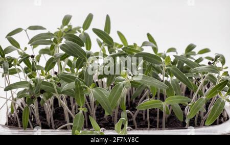 Anbau von Tomatensämlingen nach der Aussaat in kleinen Behältern Stockfoto